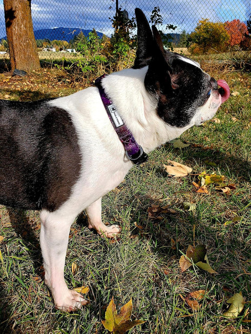 Bagel & Friends Matching Dog Collar & Leash Set XSmall, Small, Medium, Large for boy, Male, Female, Girl Dogs and Puppy (Large, Purple Galaxy)...