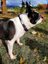 Bagel & Friends Matching Dog Collar & Leash Set XSmall, Small, Medium, Large for boy, Male, Female, Girl Dogs and Puppy (Large, Purple Galaxy)...