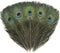 12 PCS Real Natural Peacock Eye Feathers 10-12 inch for DIY Craft, Wedding and Holiday Decorations...