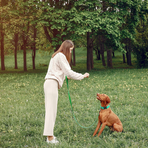 Reflective Dog Collar with Safety Locking Buckle, Adjustable Soft Breathable Nylon Collars for Small, Medium and Large Dogs(Collar+Leash XS Width ...