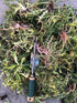 Edward Tools Weeding Tool - Leverage Metal Base Creates Perfect Angle for Easy Weed Removal and Deeper Digging - Sharp V Nose Digs deep to Roots -...