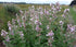 Seeds Marshmallow (Althaea officinalis) Medicinal Perennial Herbs for Planting Heirloom Non GMO...
