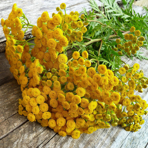 Outsidepride 5000 Seeds Perennial Tanacetum Vulgare Tansy Herb Garden Seeds for Planting...