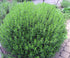 Seeds Sweet Summer Savory Medicinal Heirloom Herbs Non GMO for Planting...