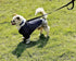 6FT Reflective Dog Leash for Large&Medium and Small Dogs, Strong and Durable Nylon Leashes for Walking and Training, Heavy Duty 6 Foot Dog Leash w...