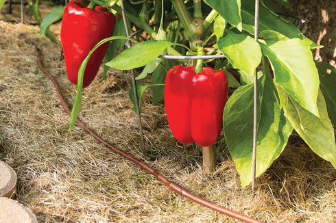 Rain Bird ET256-50S Drip Irrigation Pressure Compensating 1/4" Emitter Tubing, 6" Emitter Spacing, 50 Roll, Brown...