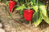 Rain Bird ET256-50S Drip Irrigation Pressure Compensating 1/4" Emitter Tubing, 6" Emitter Spacing, 50 Roll, Brown...