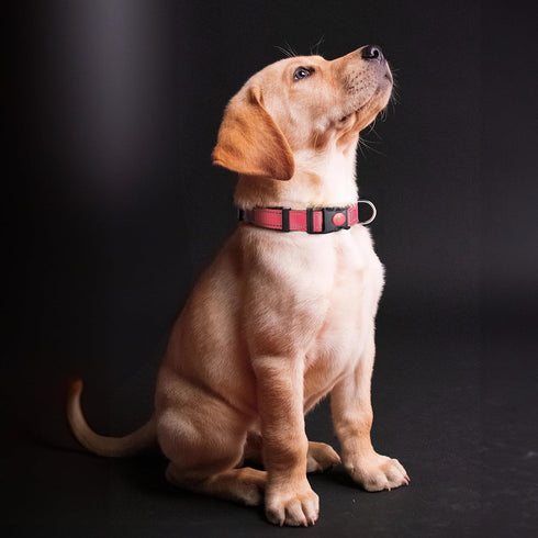 Polyester Dog Collar for Large Dogs Female Male,Durable Comfortable Padded Basic Dog Collars for Puppy Small Medium Breed with Quick Release Safet...