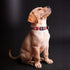 Polyester Dog Collar for Large Dogs Female Male,Durable Comfortable Padded Basic Dog Collars for Puppy Small Medium Breed with Quick Release Safet...