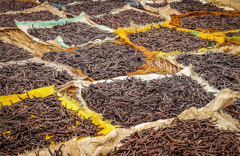 10 Organic Madagascar Vanilla Beans - Whole Extract Grade B Pods for Baking, Homemade Extract, Brewing, Coffee, Cooking...