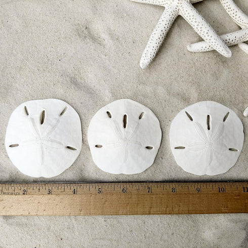 Tumbler Home Sand Dollars and Starfish for Crafts, 3 Real Starfish (4"-6") and 3 Sand Dollars (3"-3.5") in Bulk...