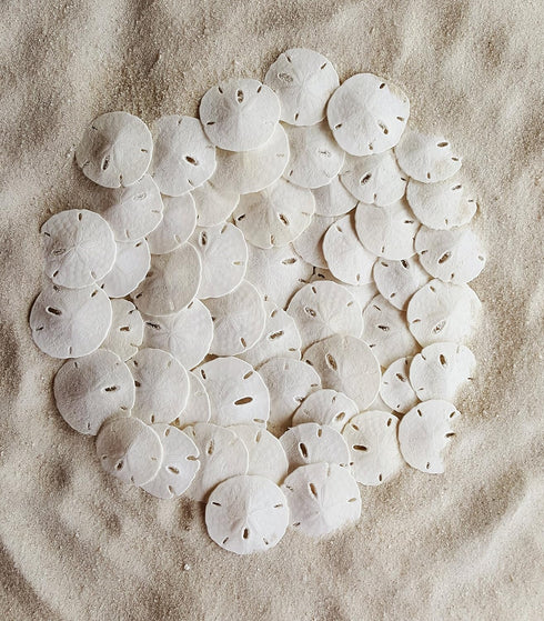 Tumbler Home Small Natural White Sand Dollars 50 pcs - Wedding - Sea Shell Craft 1 1/4" to 1 1/2" - Hand Picked and Professionally Packed...