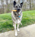 Pet Factory CareChewz Collagen 6-7" Small Wraps Dog Chew Treats - Chicken Flavor, 4 Count/1 Pack...