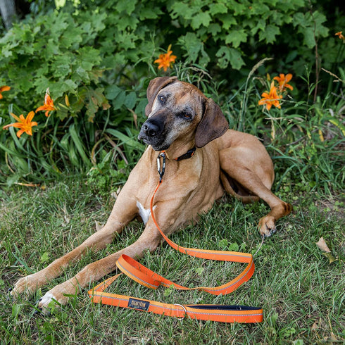 Mighty Paw Dog Leash - Soft Padded Handle - D-Ring and Pet Leash Clip - Carabiner Clip - Weatherproof with Reflective Stitching - 6 Foot Long Dog ...