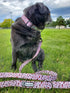 Bagel & Friends Matching Dog Collar & Leash Set XSmall, Small, Medium, Large for boy, Male, Female, Girl Dogs and Puppy (Medium, Speckled in Pink)...