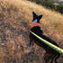 Reflective Dog Collar. Fluorescent, Blaze Orange with Adjustable Fastener for Small, Medium & Large Pets. High Visibility Dog Products to Safeguar...