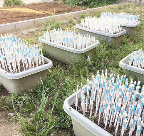 Sustee Aquameter (White, Medium, Refillable) - Plant Soil Moisture Sensor - Best for Potted Plants – Probe, Meter, Indicator...