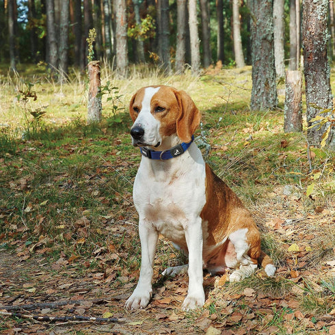 Kruz Original Heavy-Duty Adjustable Dog Collar - Ultra Soft Padding, Lifetime Durability, Comfortable Collar for Large, Medium, and Small Dog Bree...