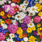 1 Yard (Pre-cut) 43" x 36" (109cm x 91cm) Floral Cotton Quilting Sewing Fabric, DIY Sewing patchwork supplies for Face mask Clothing Handmade craf...