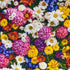 1 Yard (Pre-cut) 43" x 36" (109cm x 91cm) Floral Cotton Quilting Sewing Fabric, DIY Sewing patchwork supplies for Face mask Clothing Handmade craf...