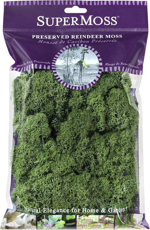 SuperMoss (23080) Reindeer Moss Preserved, Basil, 2 Ounces...