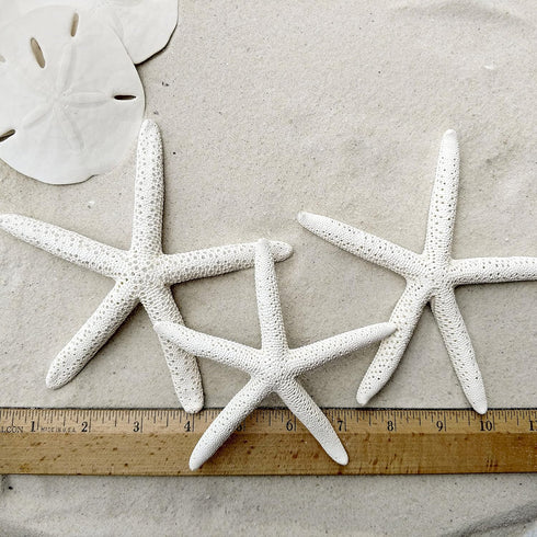Tumbler Home Sand Dollars and Starfish for Crafts, 3 Real Starfish (4"-6") and 3 Sand Dollars (3"-3.5") in Bulk...