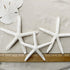 Tumbler Home Sand Dollars and Starfish for Crafts, 3 Real Starfish (4"-6") and 3 Sand Dollars (3"-3.5") in Bulk...