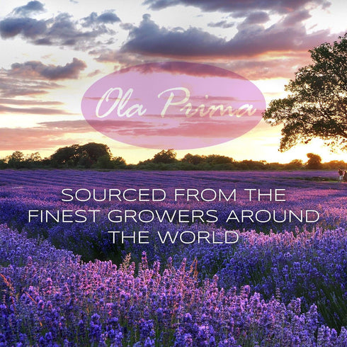 Ola Prima Oils 4oz - Rosemary Essential Oil - 4 Fluid Ounces - Aromatherapy Oil - Therapeutic Grade Rosemary Oil...