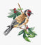 Cross Stitch Kit Luca-S - Goldfinch bird B1197...