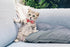 6 Pieces Chicken Bow Ties Chicken Collar Rooster Collar Crow Collar Rooster Hamster Bow Parrot Bow Bird Bow Small Animal Bow-15...