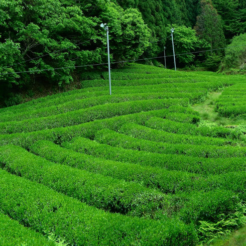 YAMASAN KYOTO UJI Hojicha Powder Organic Roasted green tea Baking powder latte powder, (100g) Made in Japan,Sold by Japanese company...