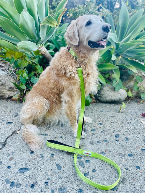 5 Ft Heavy Duty Reflective Nylon Dog Leash with Padded Traffic Handle – 20% of Profits Donated to Animal Rescue - 5/8" Leash for X- Small and Smal...