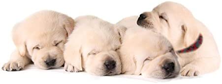 YOY 12 pcs/Set Soft Nylon Puppy Whelping ID Collars - Adjustable Reusable Washable Baby Dog ID Bands Pet Identification for Breeders, Neck 8" - 13"