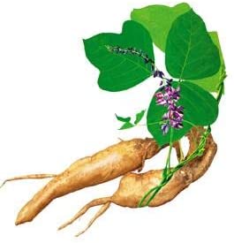 100 Caps White Pueraria Mirifica Powder Pure Root 100% 10:1 Breast Augmentation 2000mg Daily From Thailand
