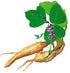 100 Caps White Pueraria Mirifica Powder Pure Root 100% 10:1 Breast Augmentation 2000mg Daily From Thailand