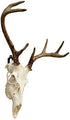 Veradura - European Skull Wall Mount Bracket Hanger for Deer Mule Antelope Coyote and Small Game Animals - Complete with Simple & Easy Installation Kit - Suitable for Indoors or Outdoor use