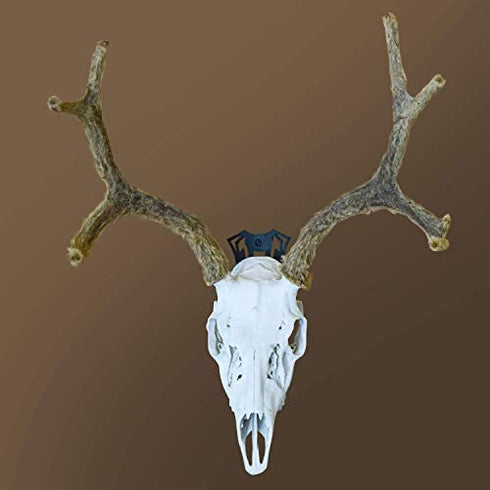 European Mount Skull Hanger - Display Your Deer Skull Mount with Pride, Uniquely Designed European Deer Mount Bracket, We Created Our Skull Hooks to be Noticed, Feature Your Deer Skull