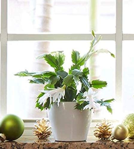 Costa Farms Fully Rooted Fully Rooted Indoor Zygocactus 7-Inches Tall, Gold Pot Cover