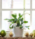 Costa Farms Fully Rooted Fully Rooted Indoor Zygocactus 7-Inches Tall, Gold Pot Cover