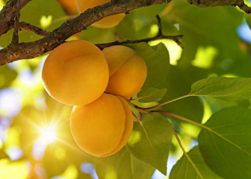 Raw Organic Bitter Apricot Kernel Powder, The Best Natural Source of Vitamin B17 | Very Rich in Fatty Acids, Vitamins and Minerals | Used as a Cleansing Face Balm - 7 Oz.