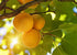 Raw Organic Bitter Apricot Kernel Powder, The Best Natural Source of Vitamin B17 | Very Rich in Fatty Acids, Vitamins and Minerals | Used as a Cleansing Face Balm - 7 Oz.