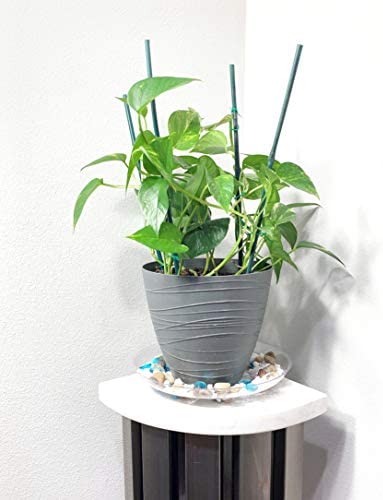 ILUVUMOREI 2 Pack of 10 inch Clear Round Plant Saucer, Thicker Plastic Tray for Indoor, Durable Flower Pot Planter Saucers with Multiple Support Footing Designed for Improved Airflow. (10" - 2 Pack)