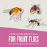Aunt Fannie's FlyPunch, for Indoor Fruit Fly Use (1-Pack)