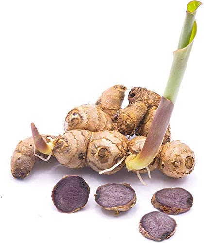 Addictive Wellness Thai Black Ginger Freeze Dried Powder 50g Kaempferia Parviflora Thai Ginseng
