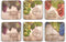 Pimpernel Tuscan Vineyard Collection Coasters - Set of 6