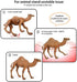 Volnau Mini Safari Animal Toys Figures 12PCS Wild Figurines Miniature for Toddlers Kids Christmas Birthday Gift Plastic Preschool Pack