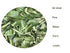 Ceylon flavors Curry Leaves Gluten Free Naturally Air Dried Herbs Fresh Groceries with All Flavors Asian Food Indian Spices Pure and Organic - Kari Patta 0.7oz/ 20 g