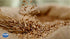 Hot Cocoa Natural Blend Coffee Alternative - Instant, Healthy, Chocolate Flavor Coffee Substitute (7oz) - Caffeine Free Coffee Replacement for Breakfast, Gourmet & Pantry Pack