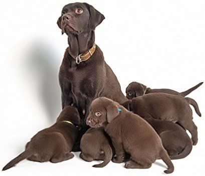 YOY 12 pcs/Set Soft Nylon Puppy Whelping ID Collars - Adjustable Reusable Washable Baby Dog ID Bands Pet Identification for Breeders, Neck 8" - 13"