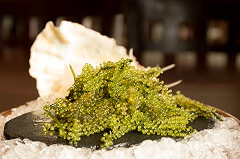 Umibudo Sea Grapes - Delicious Green Caviar Seaweed - Dehydrated Seagrapes in Brine, Net weight: 1.76oz/50g - makes 1/2 pound once soaked
